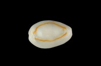 藏品(金環寶螺)的圖片